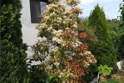 Casa individuala cu 4 camere in Corbu Constanta liniste natura mare si lac - 15