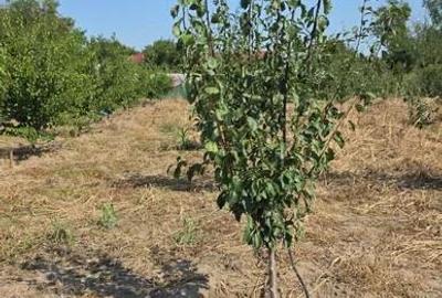 Teren intravilan de 3850 mp, în Pietroiu