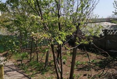 Casă cu 4 camere în Cișmele - 3