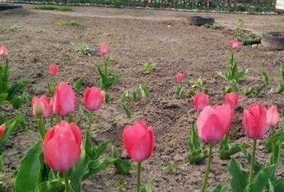 Casă cu 4 camere în Grivița - 10