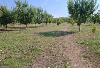 Casa cu lac in comuna Acas jud Saru Mare - 8