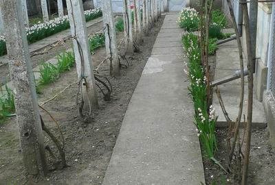 Casă cu 5 camere cu Teren 1800 Mp în Vădastra - 4