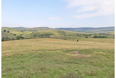 Teren Sercaia  250 ha - 9