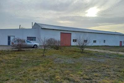 Hale de inchiriat Constanta, Mangalia - 6