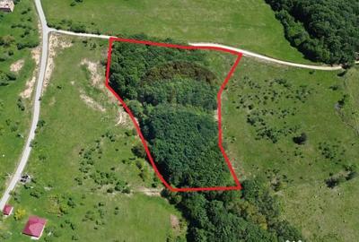 Teren de 55600 mp, în Codru Butesii - 8