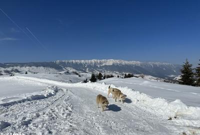 Spațiu comercial, în Șirnea - 14