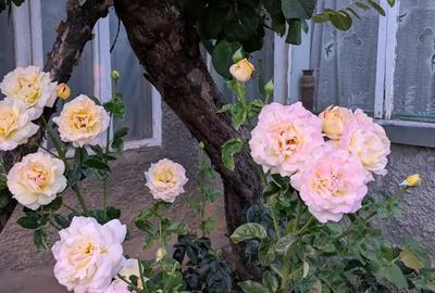 Casa de vanzare in orasul Galati - 5