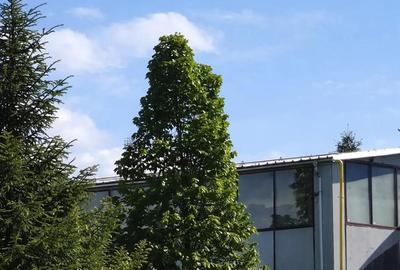 Spațiu comercial, de 195 mp, în Calea București - 3