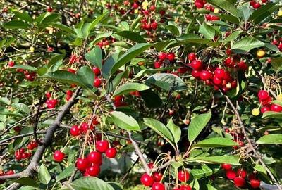 POVESTEA UNEI CASE PENTRU GENERATII  | VILA CU FARMEC, LUMINA SI TEREN 1618 MP POVESTEA UNEI CASE PENTRU GENERATII  | VILA CU FARMEC, LUMINA SI TEREN 1618 MP - 47