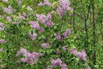 FILM! Rezidenta montana,decor apreciabil, pod mansardabil,garaj propriu,Central - 17