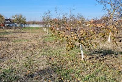 Vând teren intravilan suprafață 1414mp în Sânpetru Mare, jud.Timiș . - 2