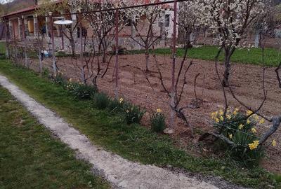 Casă cu Teren 1833 Mp în Central - 1