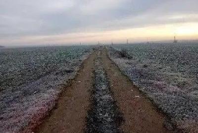 Teren extravilan Snagov, ID: R2884549 - 6