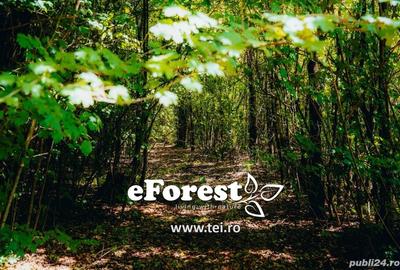 Teren premium, intre doua paduri, acces asfaltat din DN1A, vizitati eForest! - 9