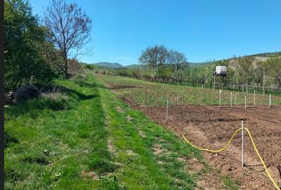 Parcele teren Paclisa, Jud. Arad - 2