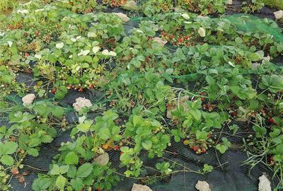 Casă cu 3 camere cu Teren 482 Mp în Popești - 9