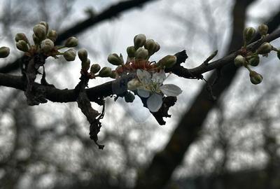 Casă cu 3 camere cu Teren 3440 Mp în Central - 13