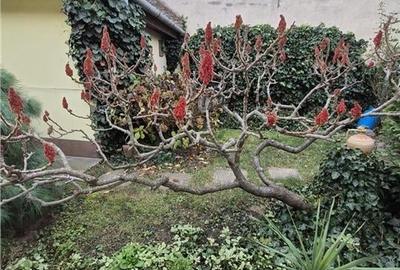 Propietate cu 2 case individuale - ingrijite - pe un teren de 800mp - zona excel - 26