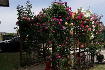 Proprietar, parter la casa cu etaj, Mogosesti - Iasi, 10 km Proprietar, parter la casa cu etaj, Mogosesti - Iasi, 10 km - 13