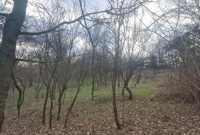 Teren de 4900 mp, în Central