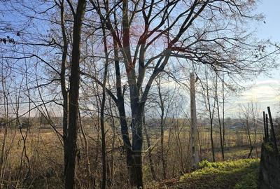Teren  de vanzare in Fratautii Noi / Strada Dealului - 19
