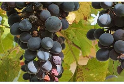 Teren Construcții intravilan de 24000 mp, în Tichilești - 6