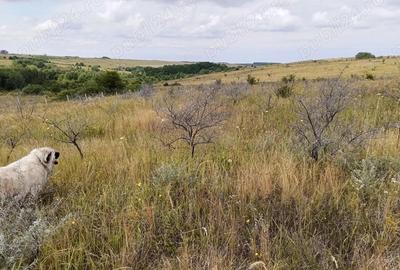 Vand teren extravilan - 5