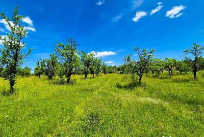 Teren de 6865 mp, în Cotmeana - 3