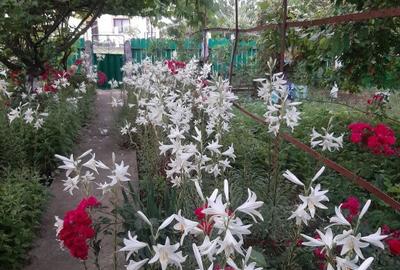 Buzau Glodeanu Sili?tea sat COTORCA, casa batraneasca caramida 3465m - 5