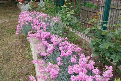 Casă cu 4 camere cu Teren 1500 Mp în Izvoru Dulce (Beceni) - 2