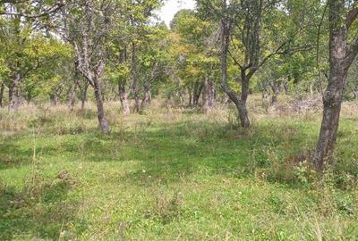 Teren agricol extravilan de 10000 mp, în Exterior Nord - 1