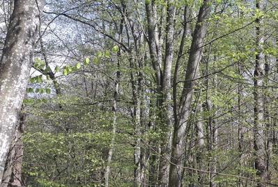 Teren de 5000 mp, în Valea Danului - 3