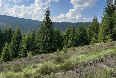 Spațiu comercial, în Poiana Horea - 6