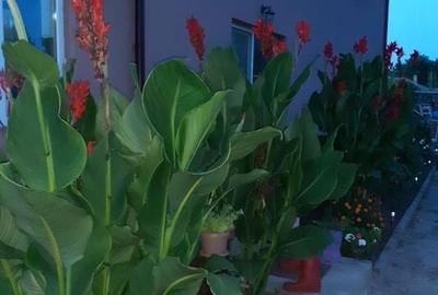 VILA UNICAT ULTRALUX P+1 +CASA CU TEREN 1412MP ZONA PALAZU MARE - 16