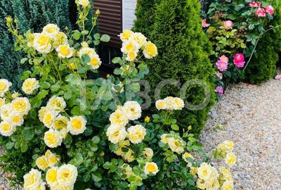 Casă individuală cu 4 camere cu Canalizare în Șelimbăr - 10