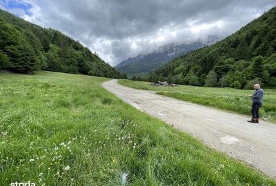 Teren de 7591 mp, în Poiana Mărului - 6