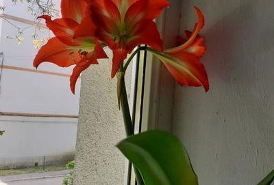 Apartament cu 2 camere decomandat în Central - 6