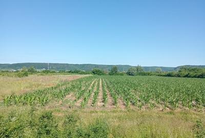 Teren agricol extravilan de 3000 mp, în Mărăcineni - 1