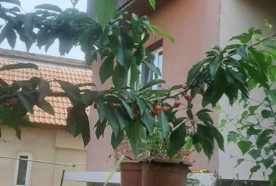 Casă cu 6 camere în Primăverii - 4