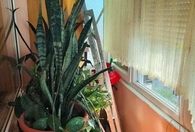Vand apartament 3 camere, Ineu, Jud. Arad - 3