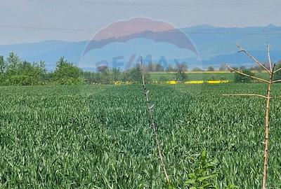 Teren de 40000 mp, în Nord - 1