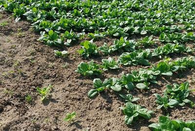 Casă în Recaș - 7