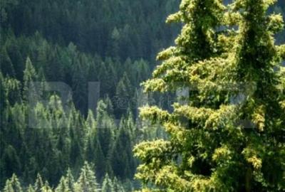 Padure Molid si Fag, de vanzare, 380 Ha, zona Gorj - 1