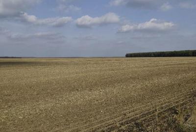 Teren extravilan Varvoru de Jos, jud Dolj - 3