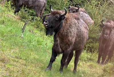 SUPER OPORTUNITATE, DE VANZARE O PROPRIETATE SPECIALA, MUNTE - 3