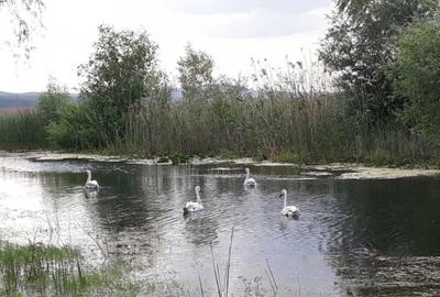 CASLITA- TEREN 1629 MP, IESIRE LA BALTA CASLA - 2