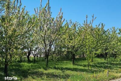 Casă cu 10 camere cu Teren 10000 Mp în Vorona - 13