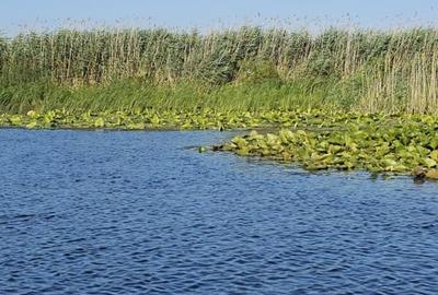 Teren intravilan in Delta Dunarii, C.A. Rosetti - Cardon - 16