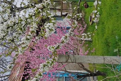 Casă cu 7 camere în Somova - 2