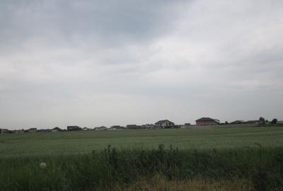 Domnesti-Narciselor - 2